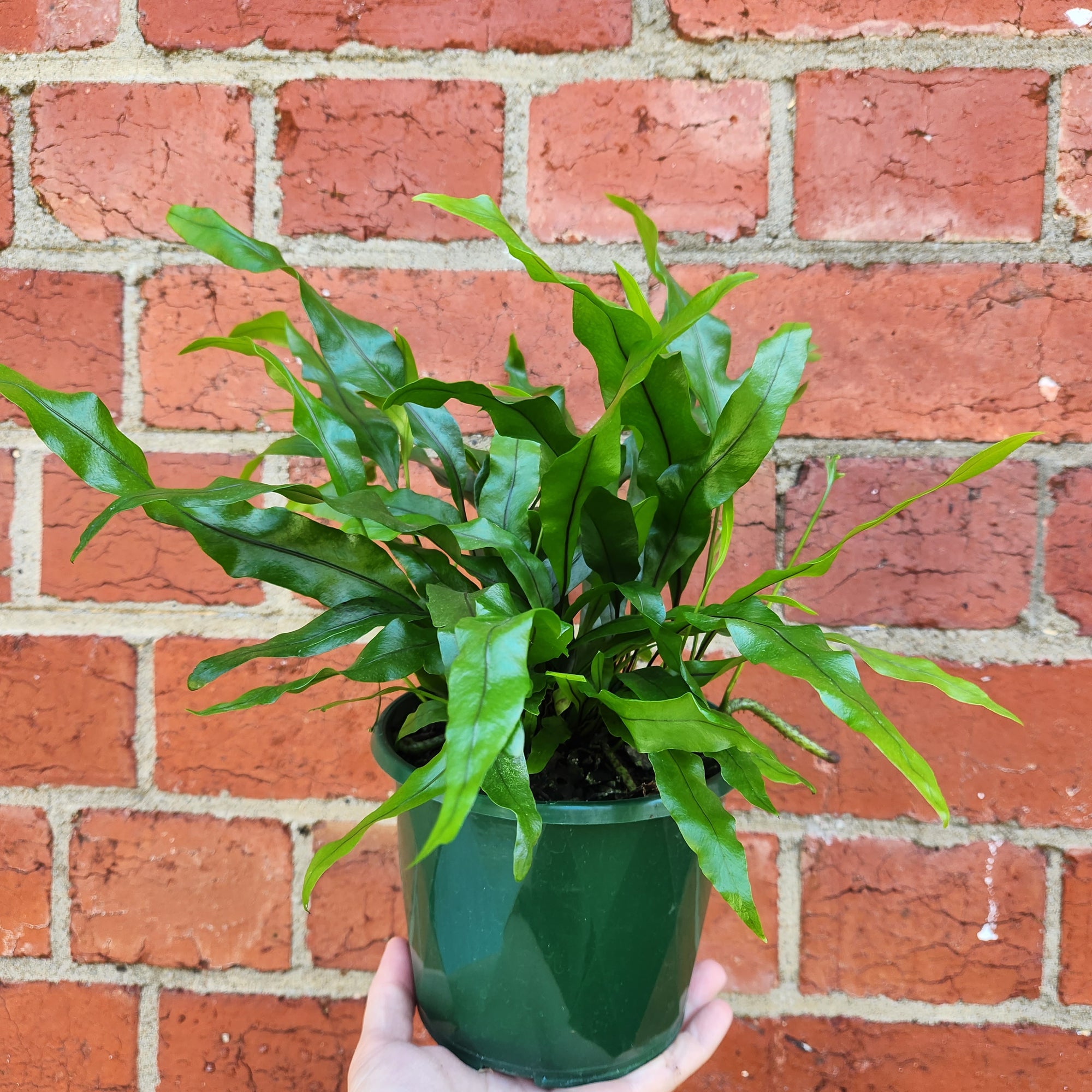 Microsorum Diversifolium - 13cm Pot