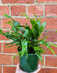 Microsorum Diversifolium - 13cm Pot