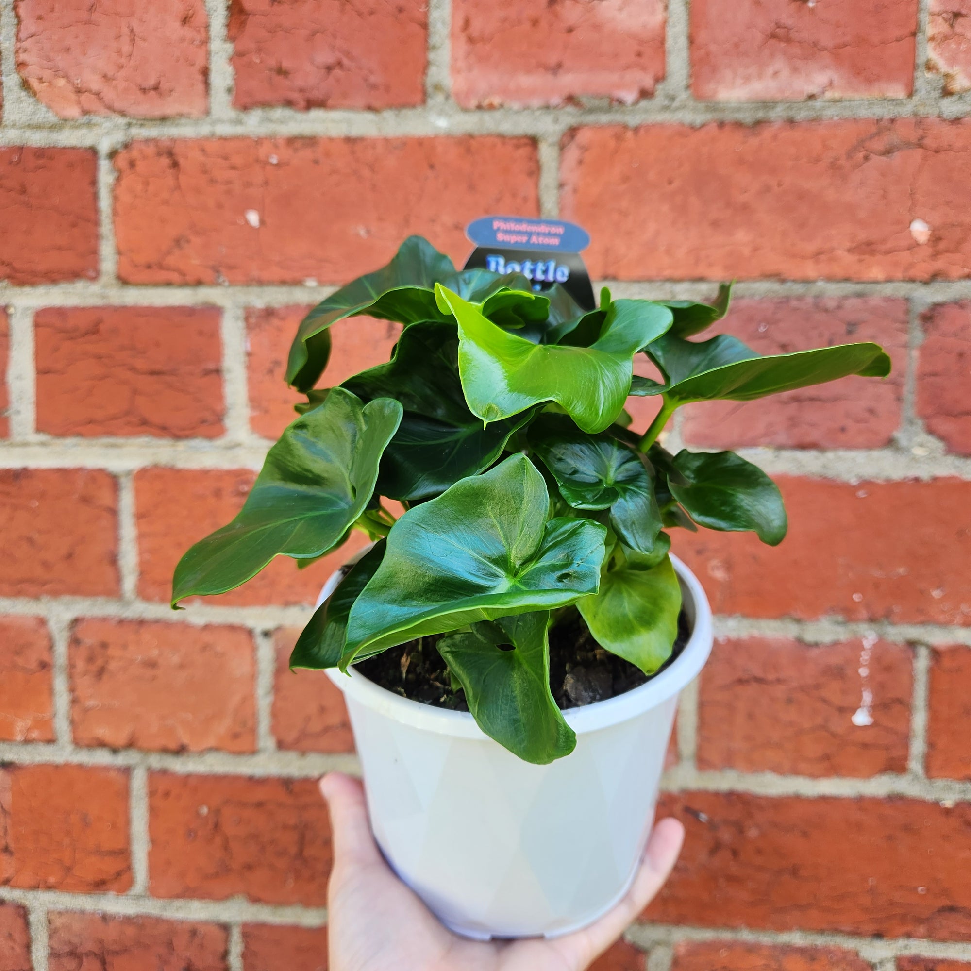 Philodendron Super Atom - 13cm Pot