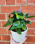 Philodendron Super Atom - 13cm Pot