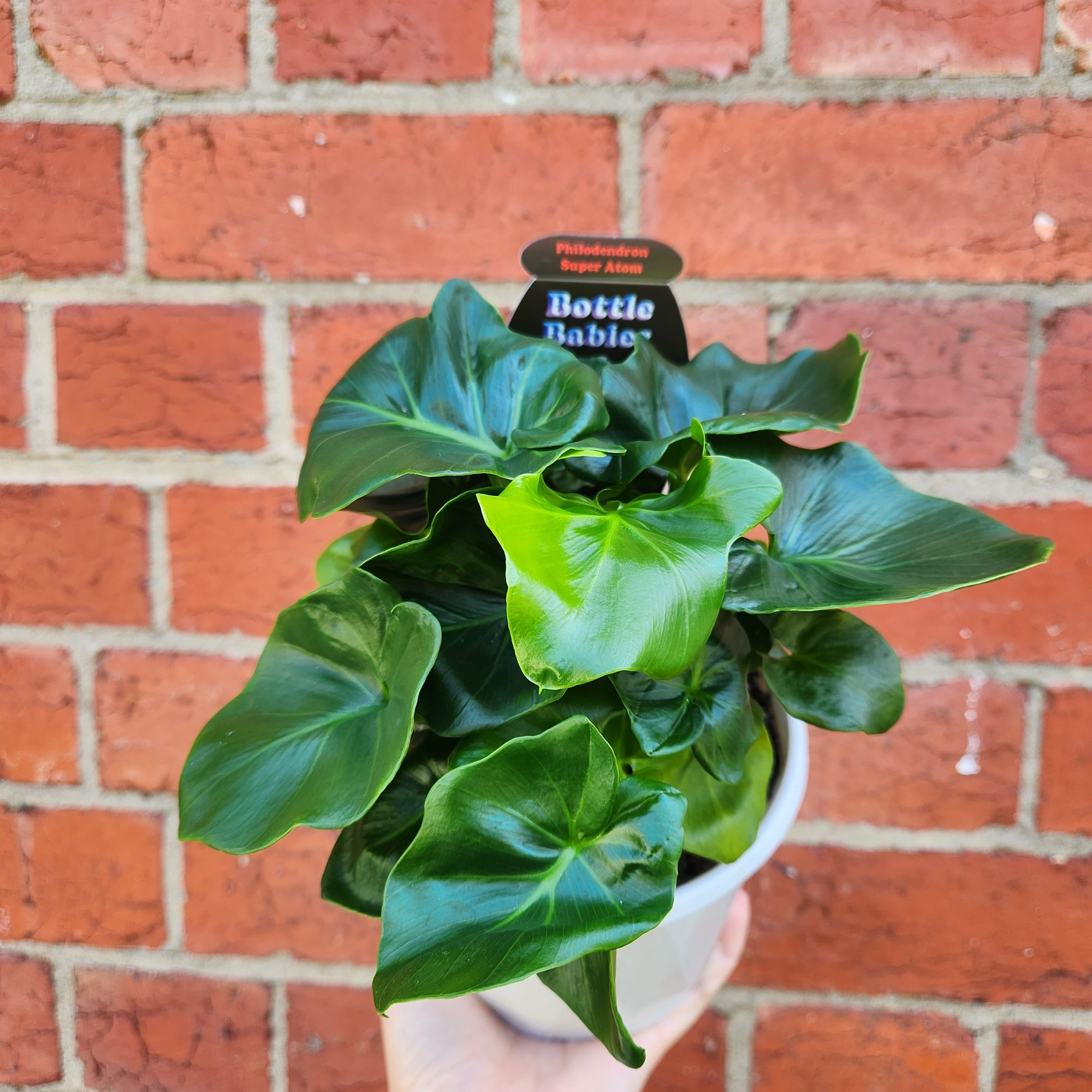 Philodendron Super Atom - 13cm Pot