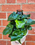 Philodendron Super Atom - 13cm Pot