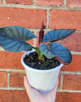 Alocasia Elaine - 13cm pot