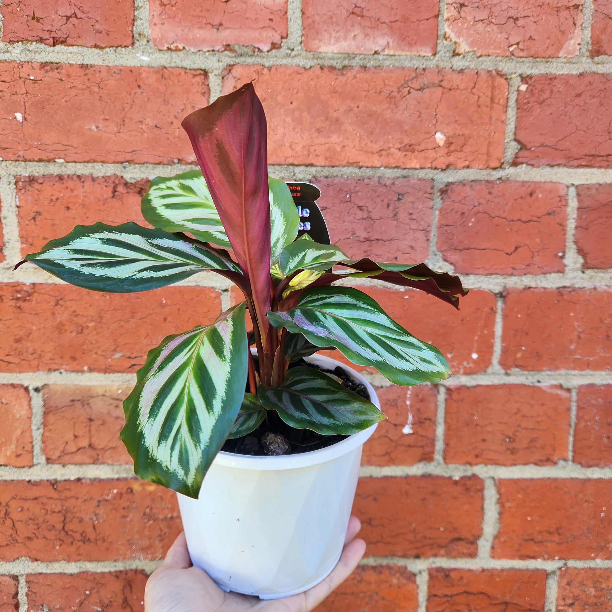 Calathea Bicajoux- 13cm pot