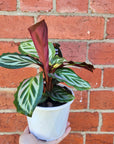 Calathea Bicajoux- 13cm pot