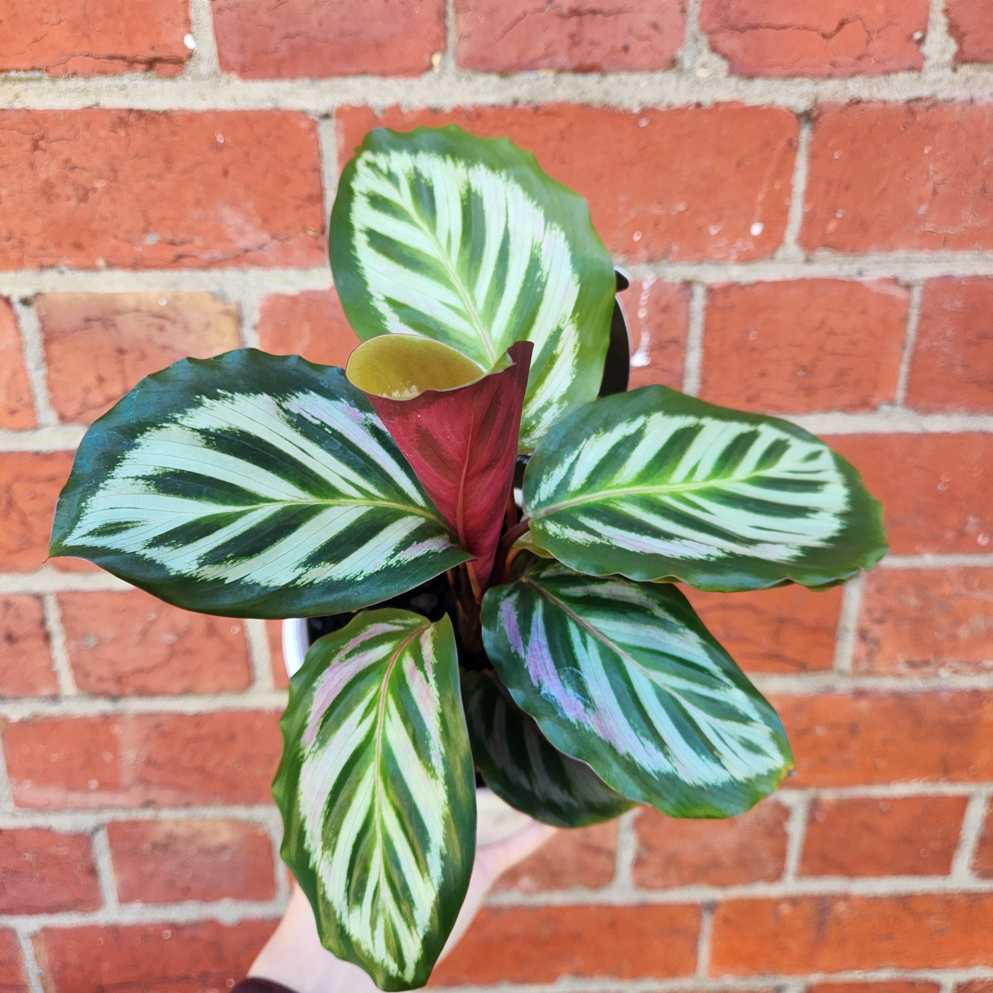 Calathea Bicajoux- 13cm pot
