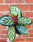 Calathea Bicajoux- 13cm pot
