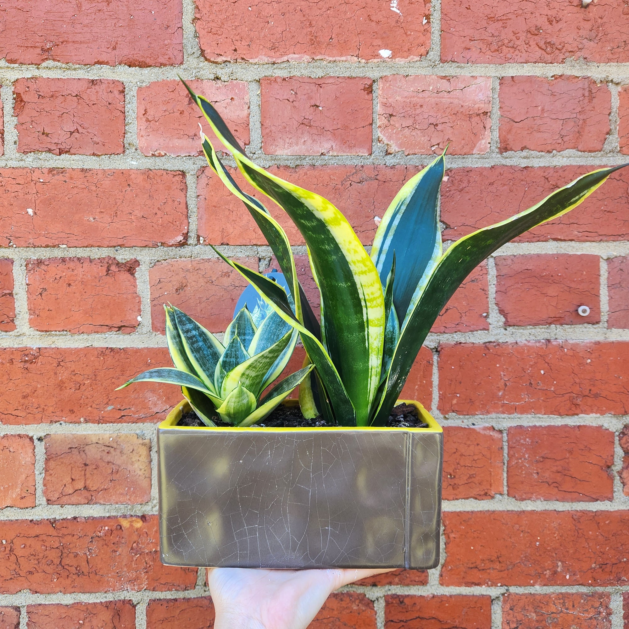 Sansevieria in ceramic pot - F size - 15cmD pot