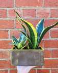 Sansevieria in ceramic pot - F size - 15cmD pot