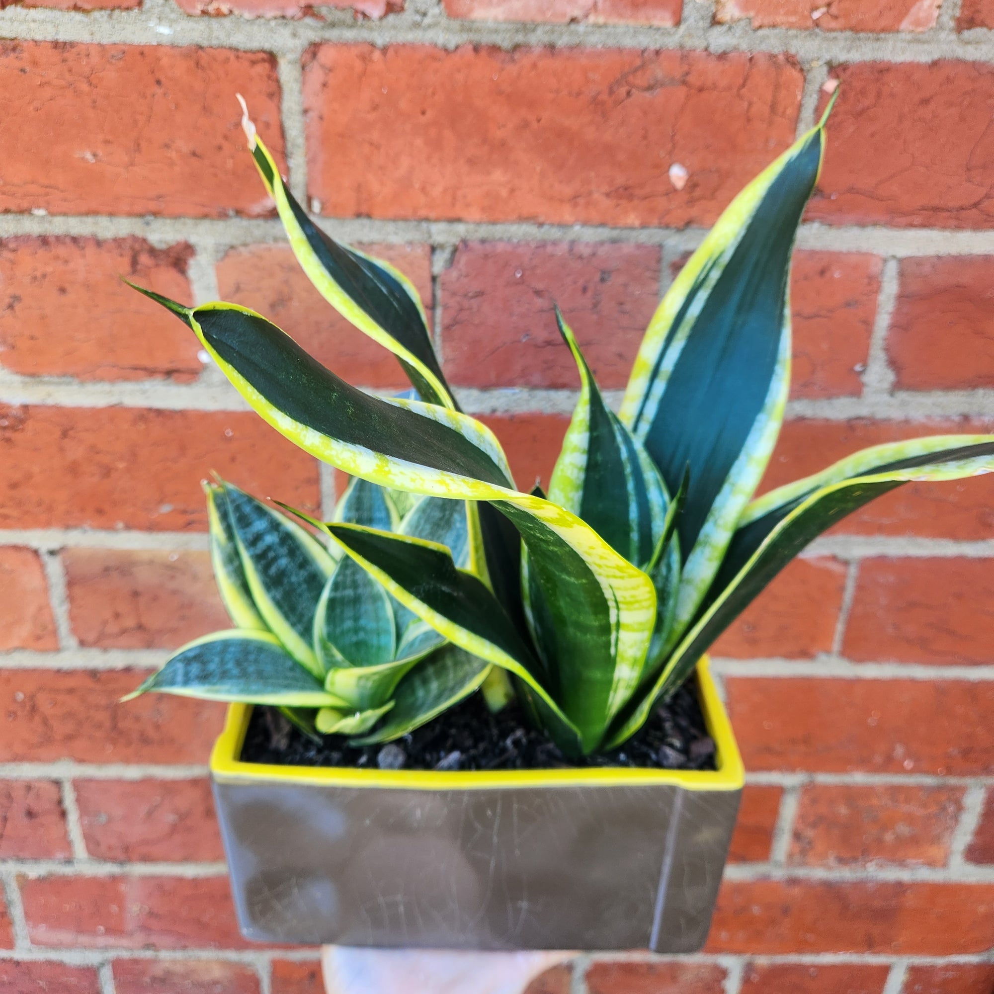 Sansevieria in ceramic pot - F size - 15cmD pot