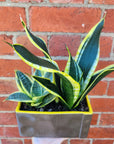 Sansevieria in ceramic pot - F size - 15cmD pot