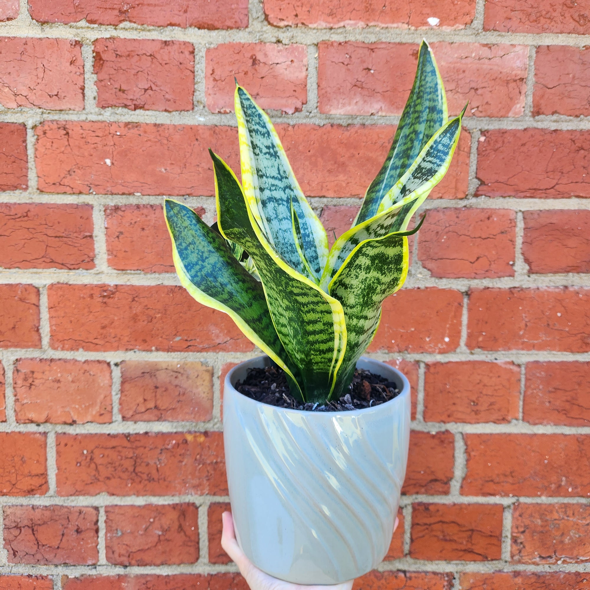 Sansevieria in ceramic pot - F size - 15cmD pot