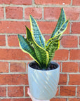 Sansevieria in ceramic pot - F size - 15cmD pot