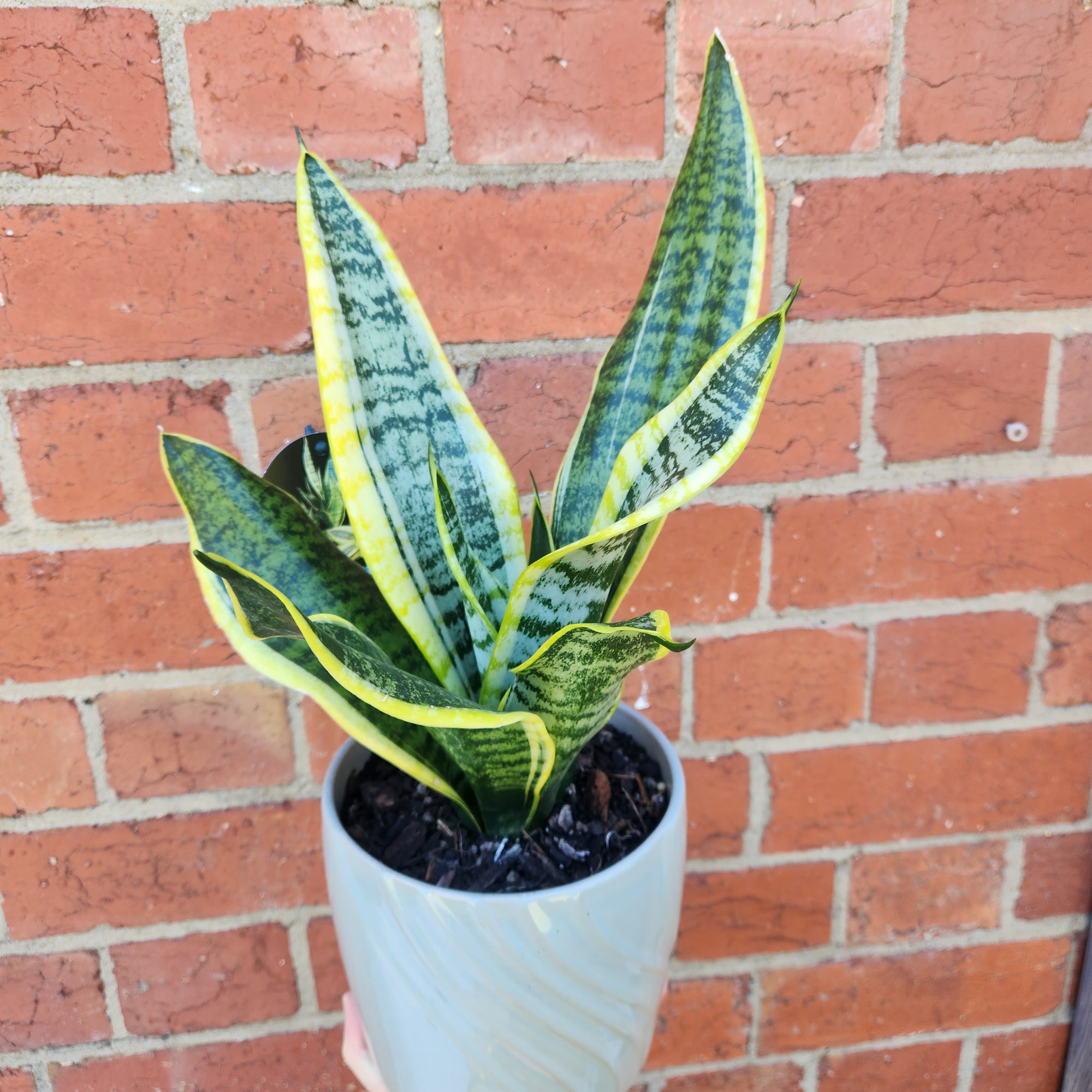 Sansevieria in ceramic pot - F size - 15cmD pot
