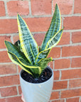 Sansevieria in ceramic pot - F size - 15cmD pot