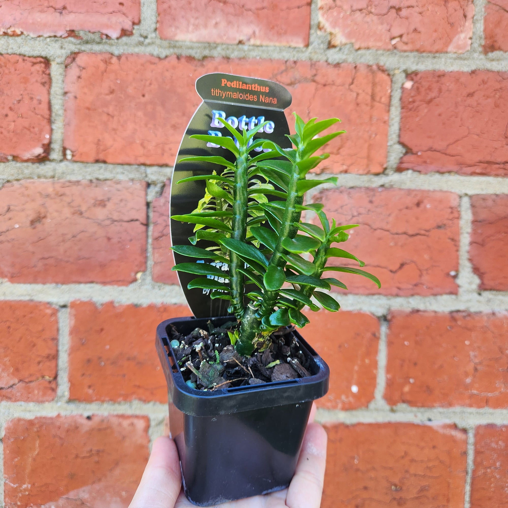 Baby Plant - Pedilanthus tithymaloides Nana