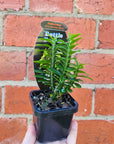 Baby Plant - Pedilanthus tithymaloides Nana