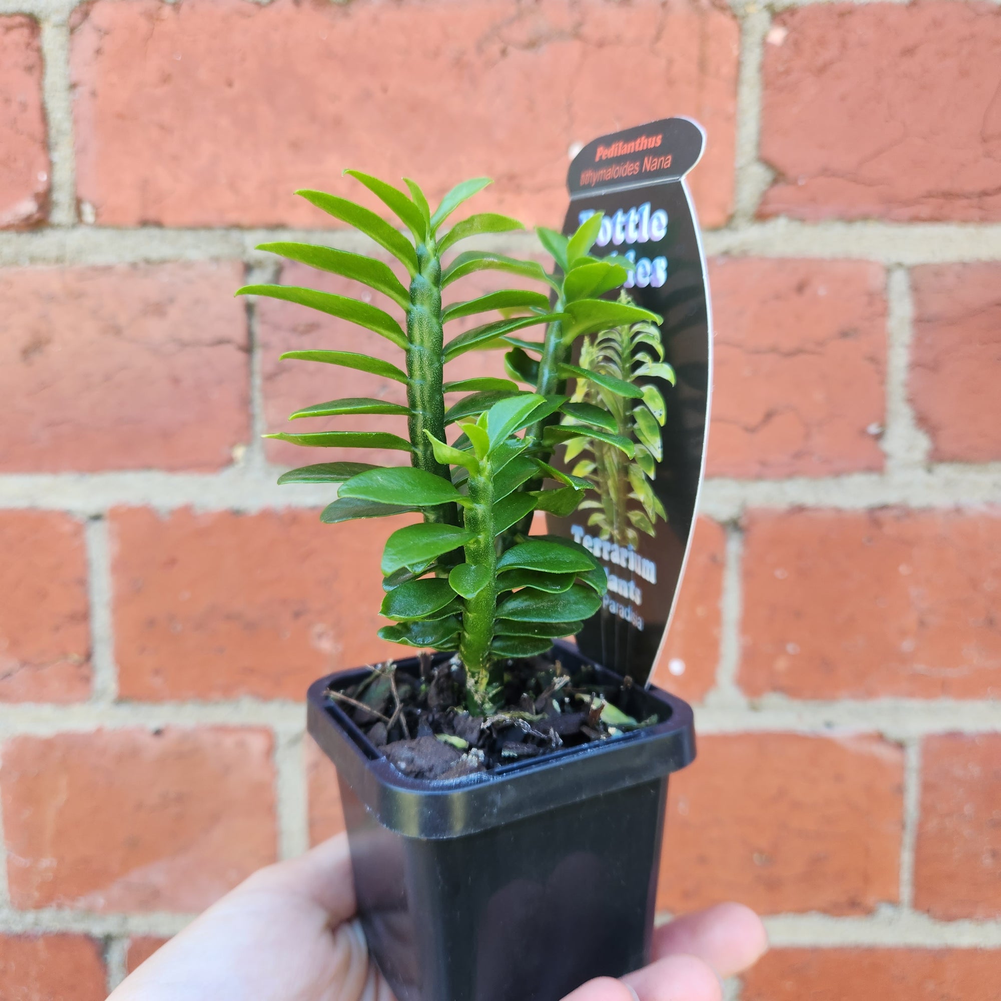 Baby Plant - Pedilanthus tithymaloides Nana