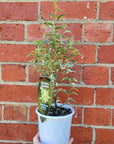 Ficus Benjamin Variegated - 13cm pot