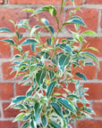Ficus Benjamin Variegated - 13cm pot