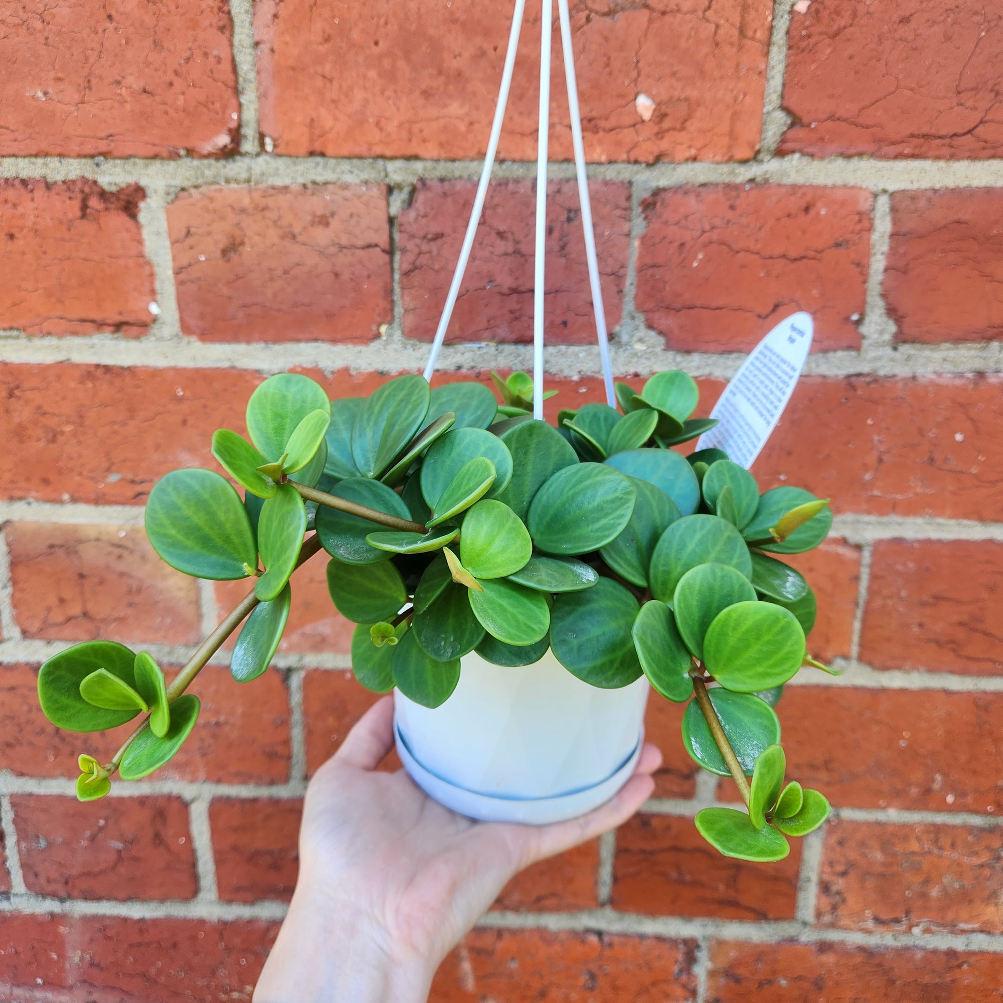 Peperomia Hope - 13cmHB