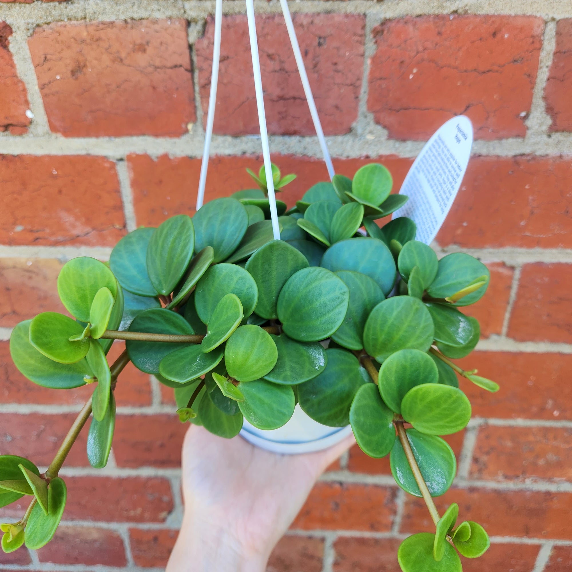 Peperomia Hope - 13cmHB