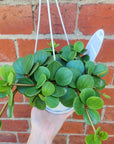 Peperomia Hope - 13cmHB