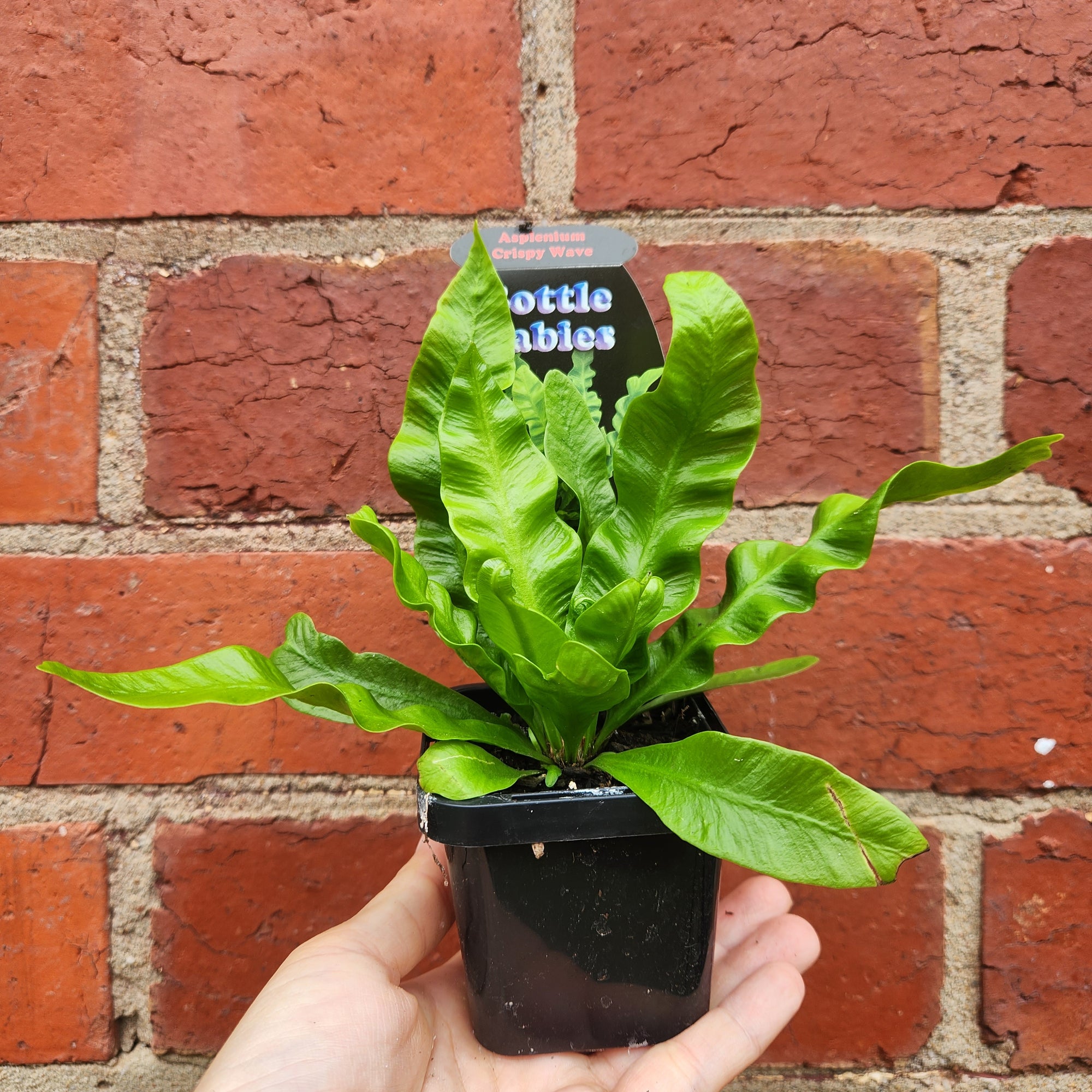 Baby Plant - Asplenium Crispy Wave