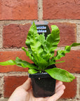 Baby Plant - Asplenium Crispy Wave