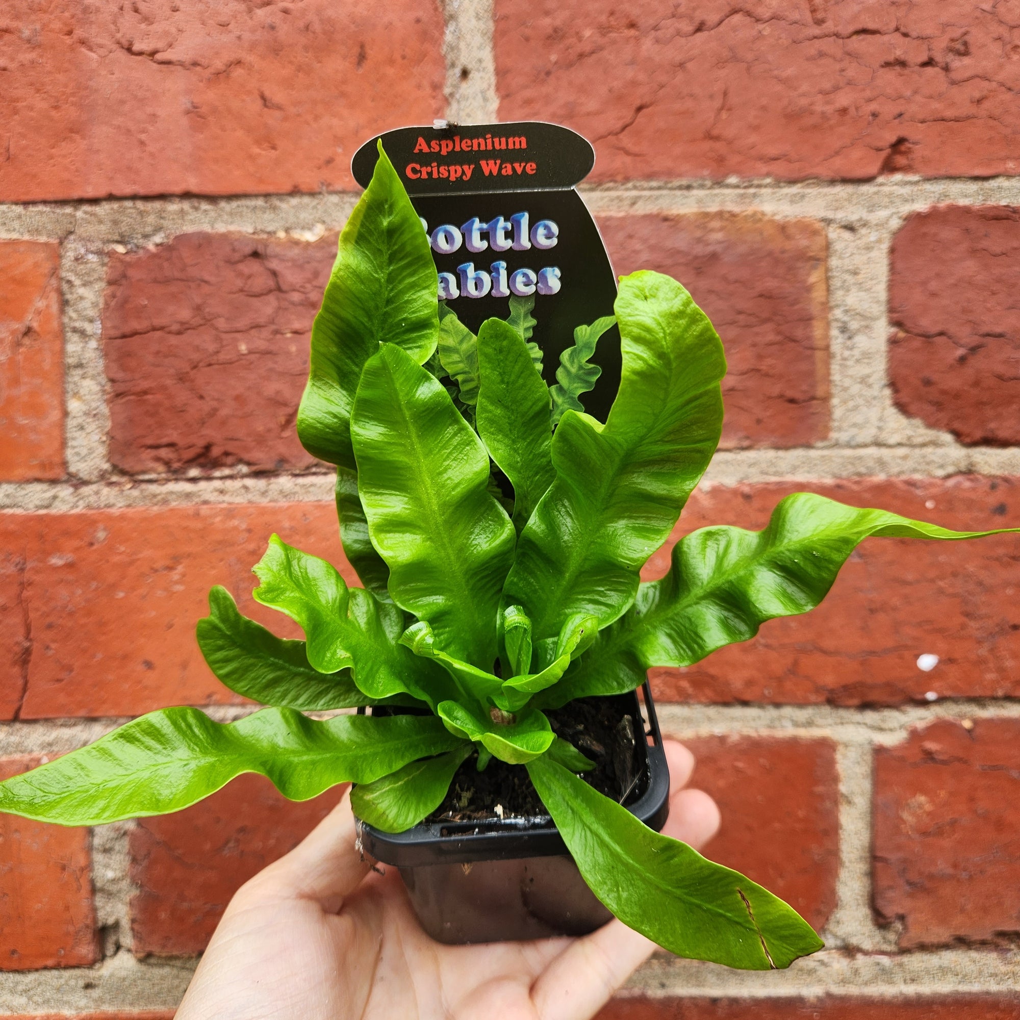 Baby Plant - Asplenium Crispy Wave