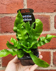 Baby Plant - Asplenium Crispy Wave