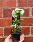 Baby Plant - Syngonium Holly