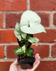 Baby Plant - Syngonium Holly