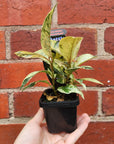 Baby Plant - Ficus Elastica 'shivereana'