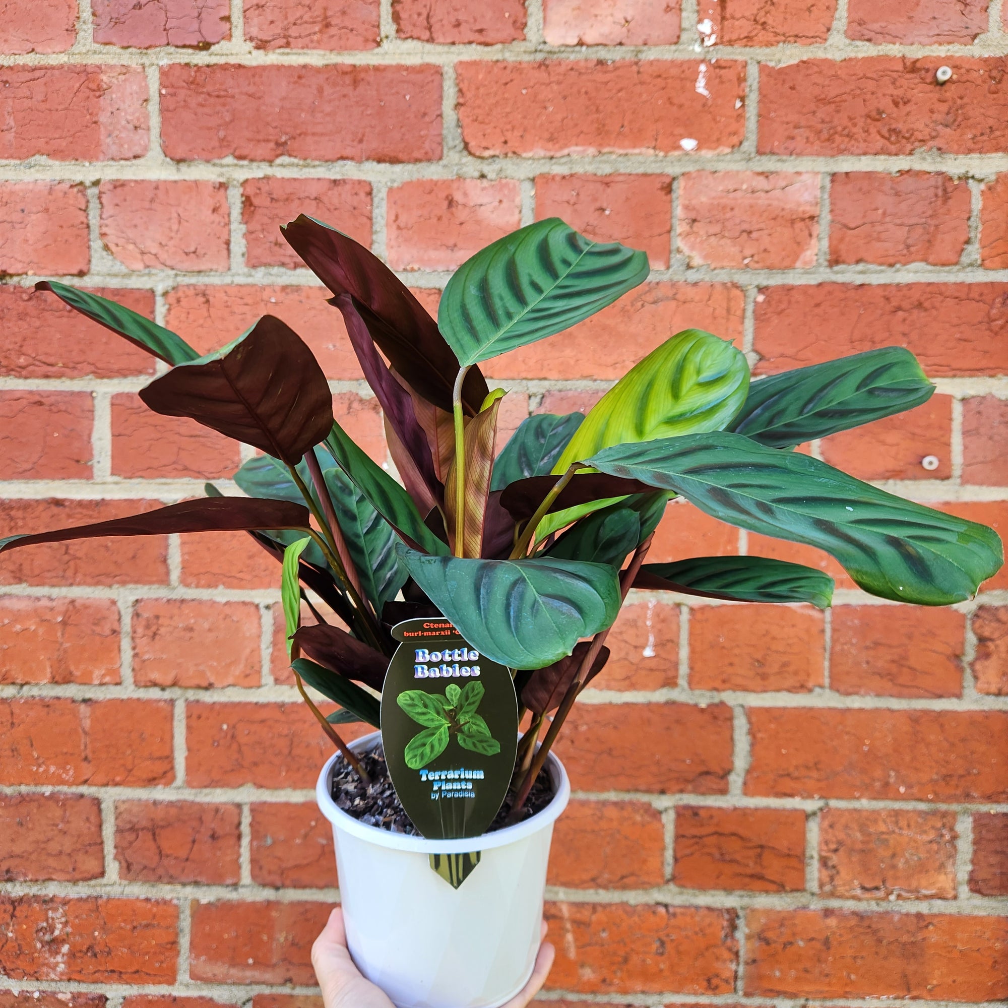 Ctenanthe Burle Marxii 'Obscura' - 13cm Pot
