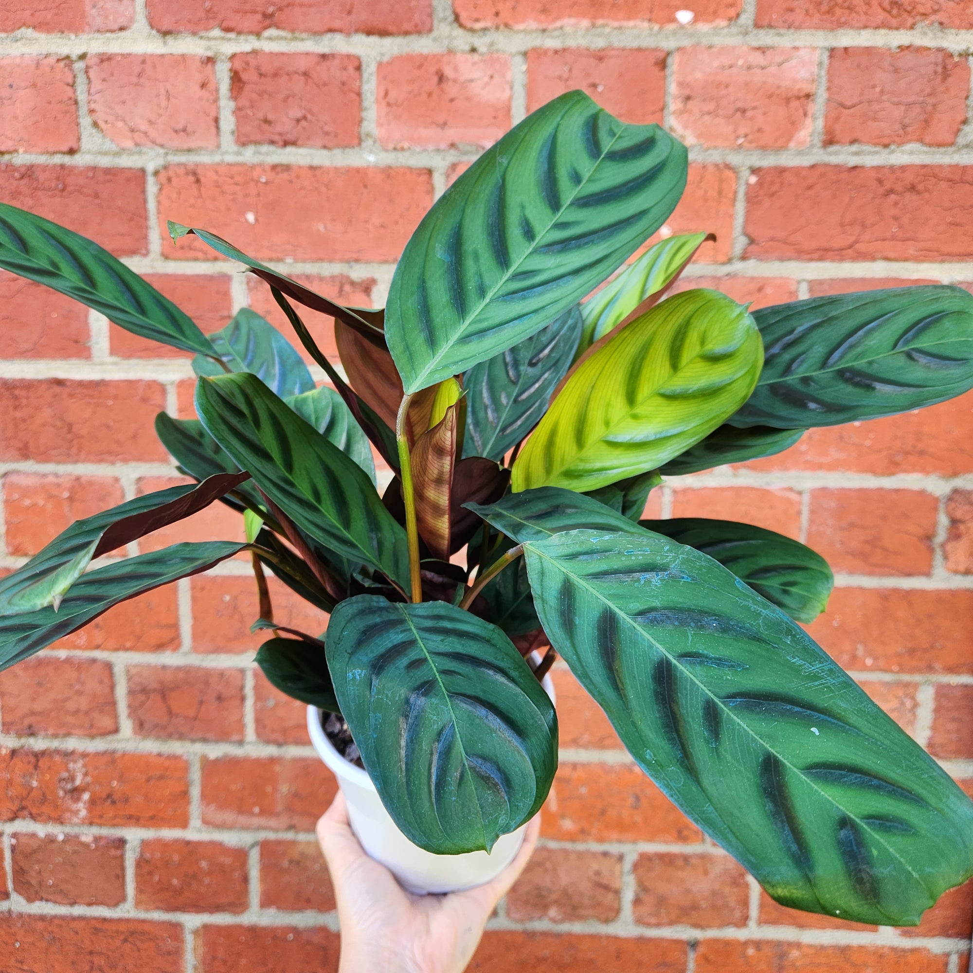 Ctenanthe Burle Marxii 'Obscura' - 13cm Pot