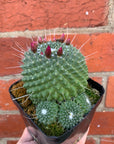 Mammillaria Pico Compacta - 10cm