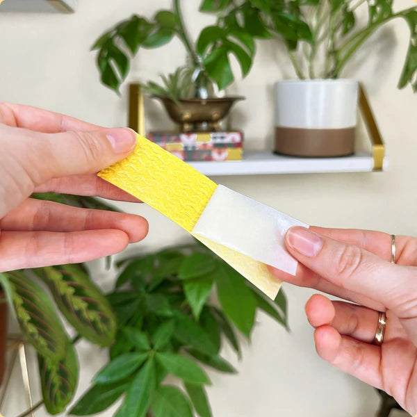 Compostable Gnat Traps - "We The Wild"