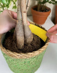 Compostable Gnat Traps - "We The Wild"