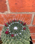 Mammillaria Pico Compacta - 10cm