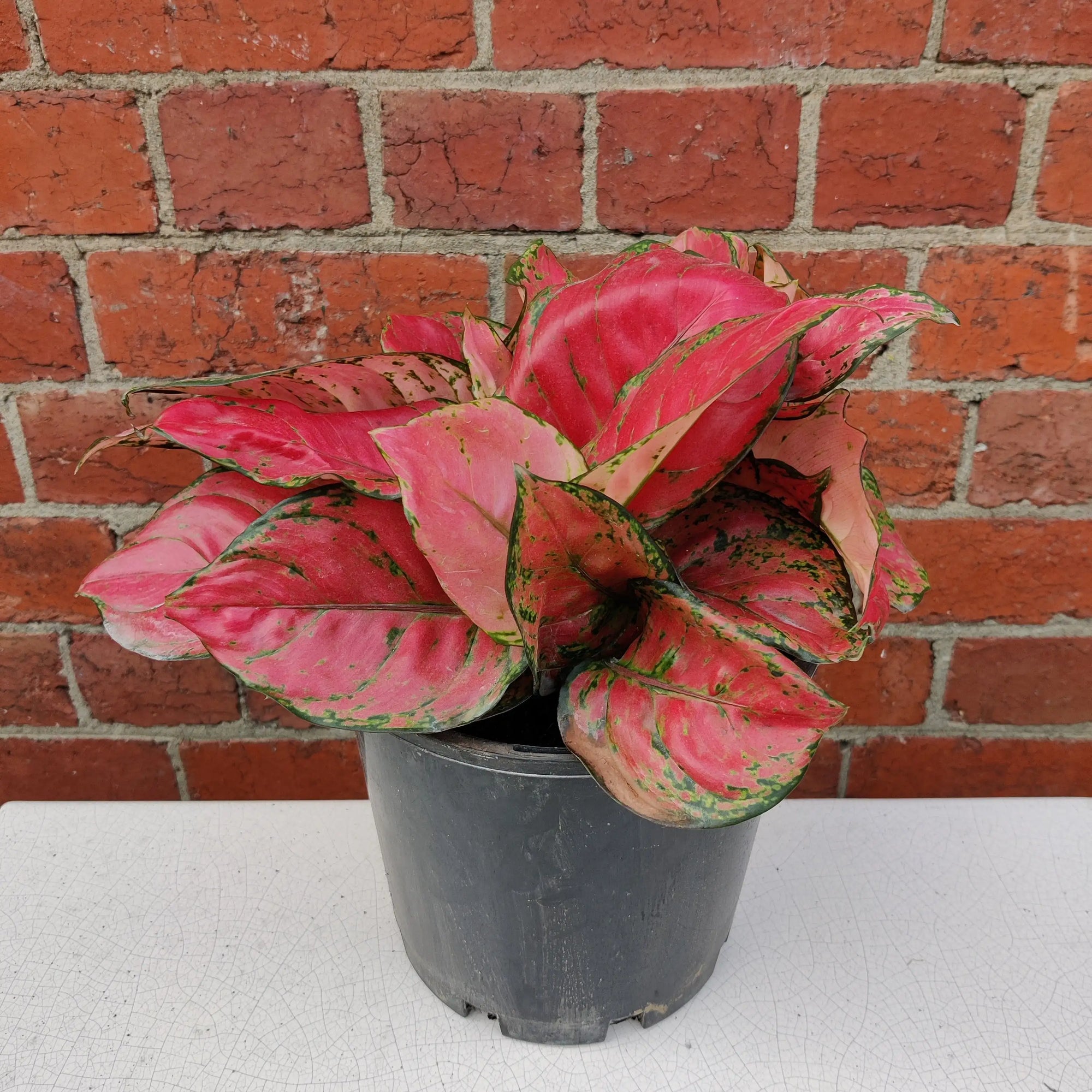 Aglaonema Red - 20cm Pot Folia House