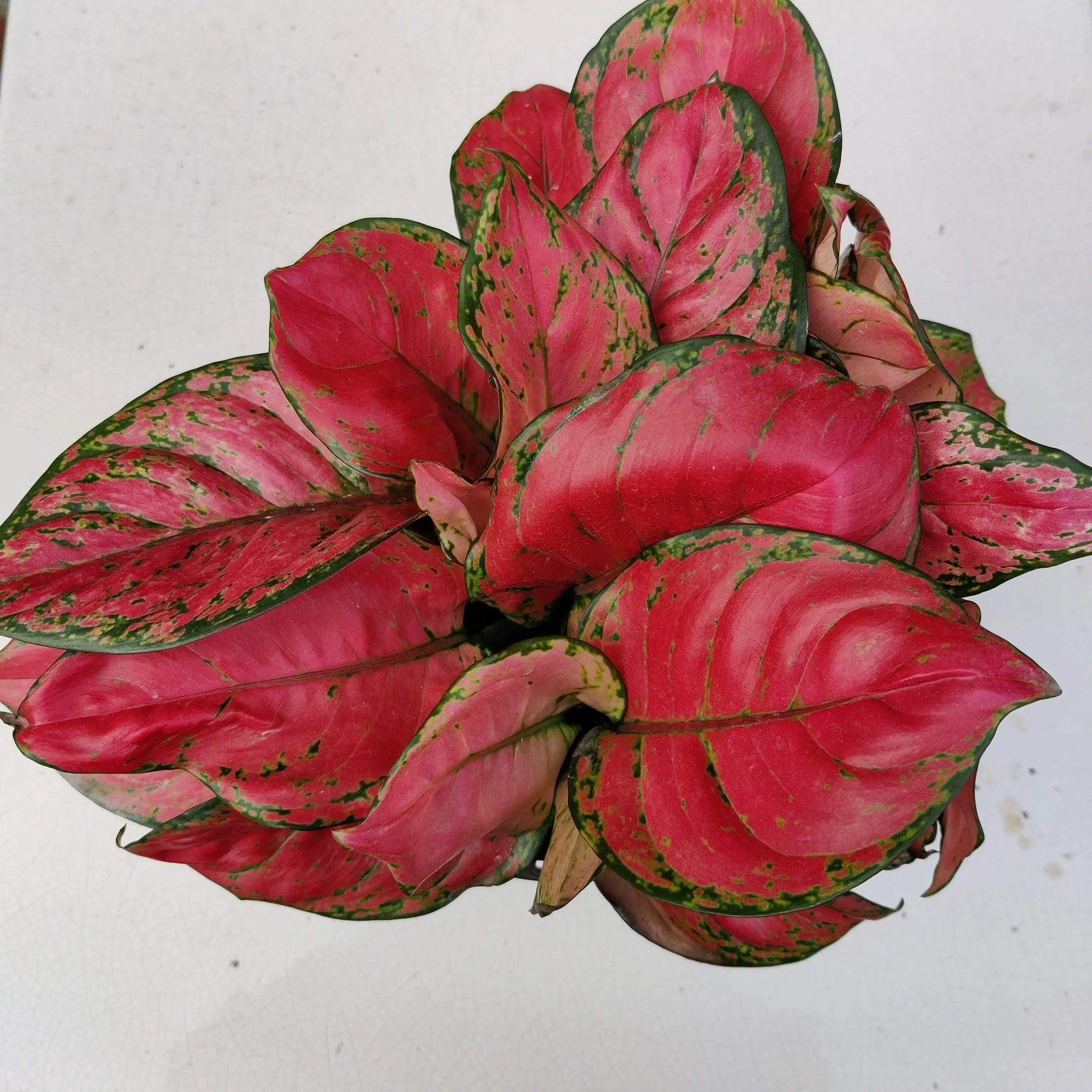 Aglaonema Red - 20cm Pot Folia House