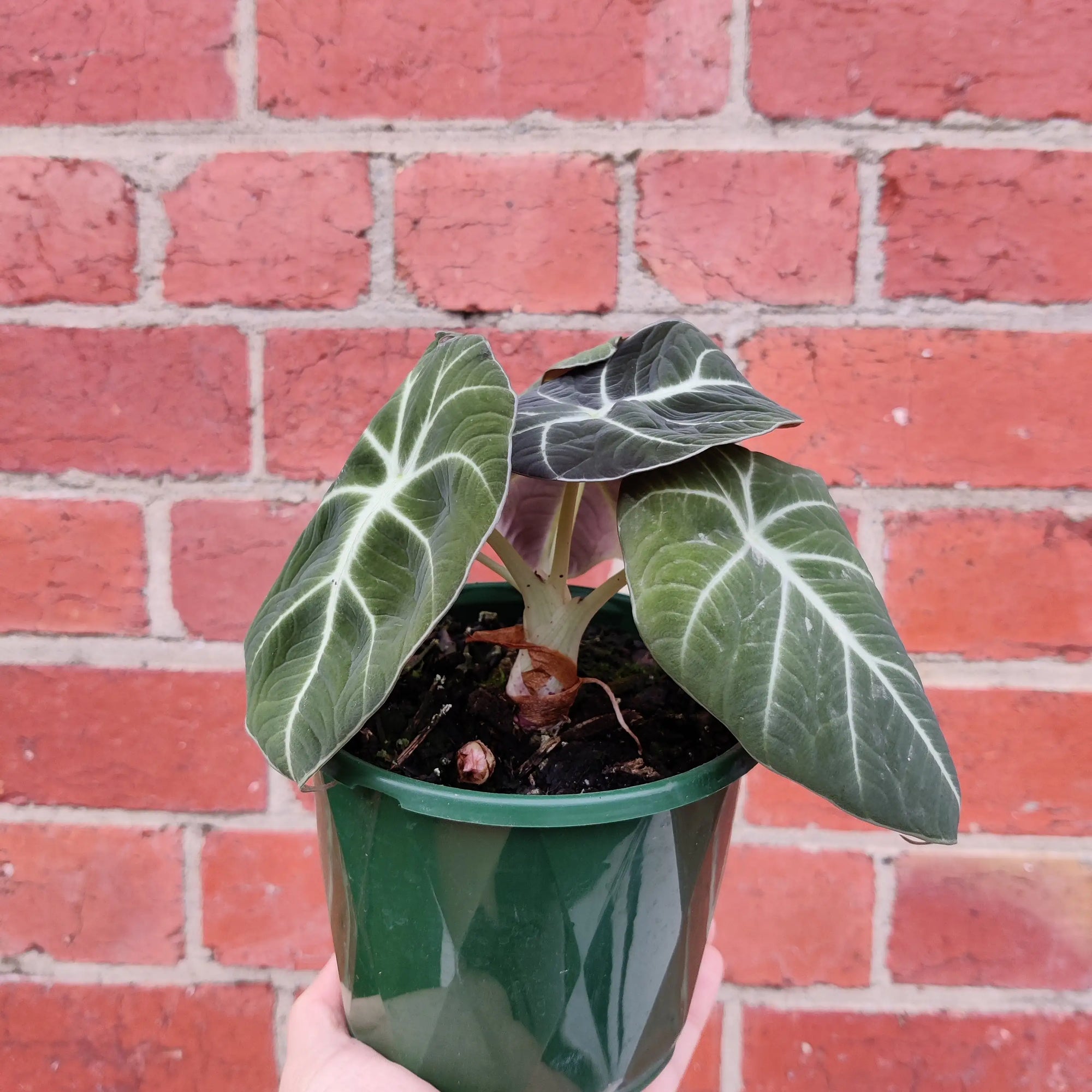 Alocasia Black Velvet - 12cm Pot Folia House