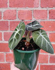 Alocasia Black Velvet - 12cm Pot Folia House