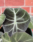 Alocasia Black Velvet - 12cm Pot Folia House