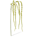 Amaranthus Hanging Spray Green 16x16x147cm