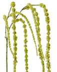 Amaranthus Hanging Spray Green 16x16x147cm