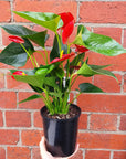 Anthurium - Red heart - 15cm pot Folia House