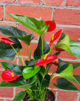 Anthurium - Red heart - 15cm pot Folia House