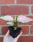 Baby Plant - Aglaonema Pink Folia House